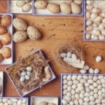 Uova della collezione ornitologica del Museo di Milano - Foto G. A. Rossi/MSNM